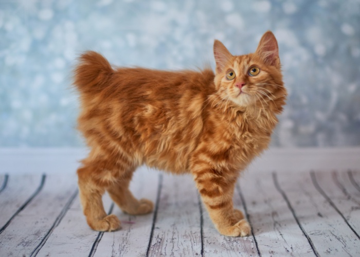 razza di gatto senza coda gatto Bobtail americano