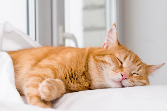 I gatti sognano? La scienza ha la risposta