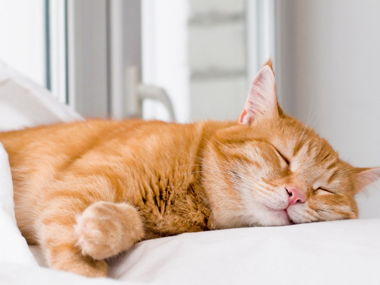 Oltre 500 nomi per gatti maschi: trova il nome perfetto per il tuo