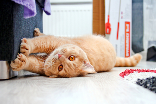 Come impedire ai gatti di graffiare i mobili