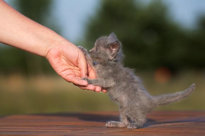 Adorabile gattino grigio immortalato in un momento spontaneo, che trasmette curiosità e innocenza giovanile attraverso la sua espressione affascinante e il suo atteggiamento giocoso.