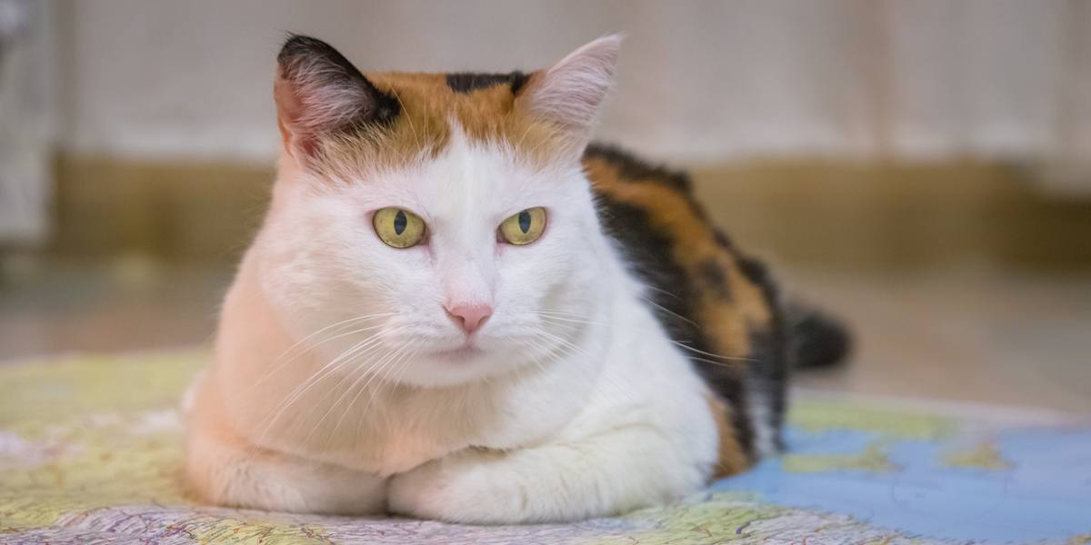 Ritratto di un gatto dall'aspetto serio, con un'espressione intensa e concentrata e lo sguardo fisso davanti a sé.