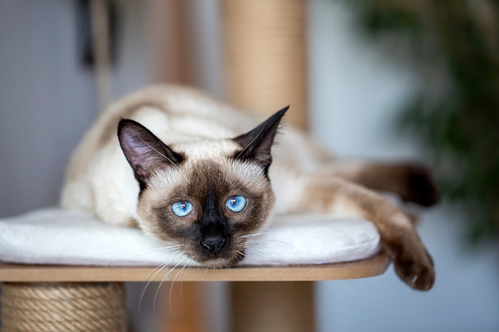 Un'immagine che ritrae un gatto siamese, noto per i suoi caratteristici punti di colore e i suoi sorprendenti occhi blu a mandorla, che mettono in risalto l'aspetto elegante e accattivante di questa particolare razza felina.