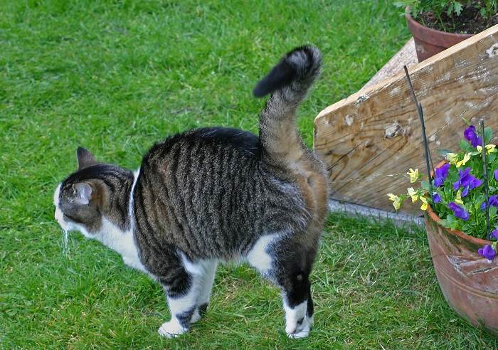 Un gatto soriano che marca il territorio spruzzando acqua sui fiori.