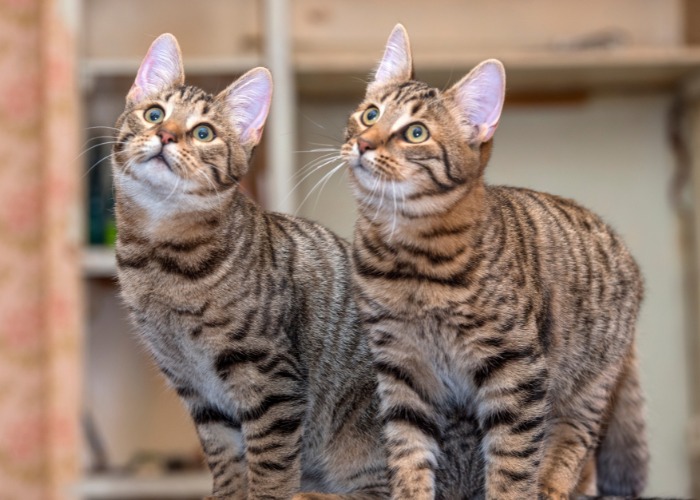 Affascinante scatto di due adorabili gatti insieme, che irradiano compagnia e cameratismo, catturando la commovente essenza dell'amicizia felina.