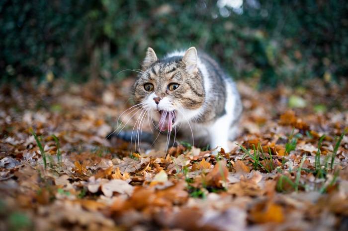 Foto di un gatto che vomita, segno di un possibile mal di stomaco o di disturbi digestivi.