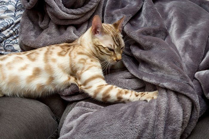 Immagine raffigurante un gatto impegnato nell'atto di impastare, comunemente noto come "fare biscotti".