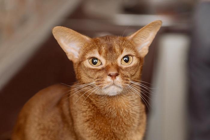 Immagine di un gatto abissino, una razza nota per il suo mantello liscio e screziato, seduto in posizione vigile e che mette in mostra il suo aspetto sorprendente e agile.