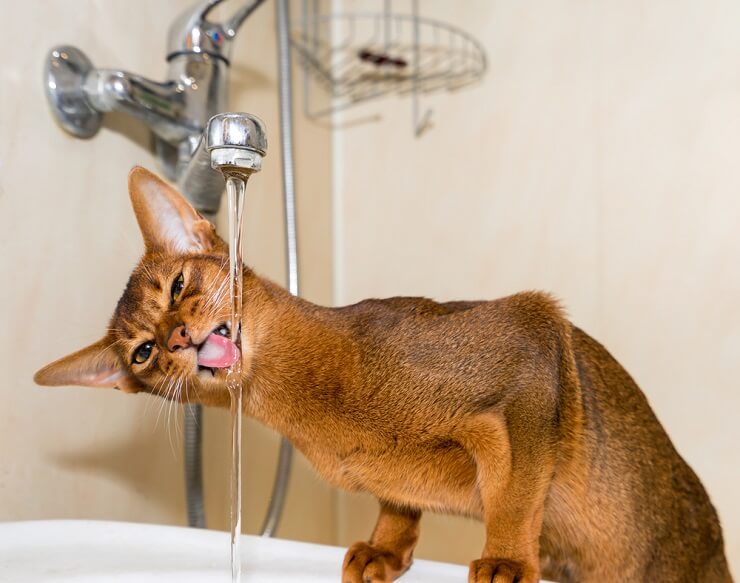 Gatto abissino che beve acqua dal rubinetto