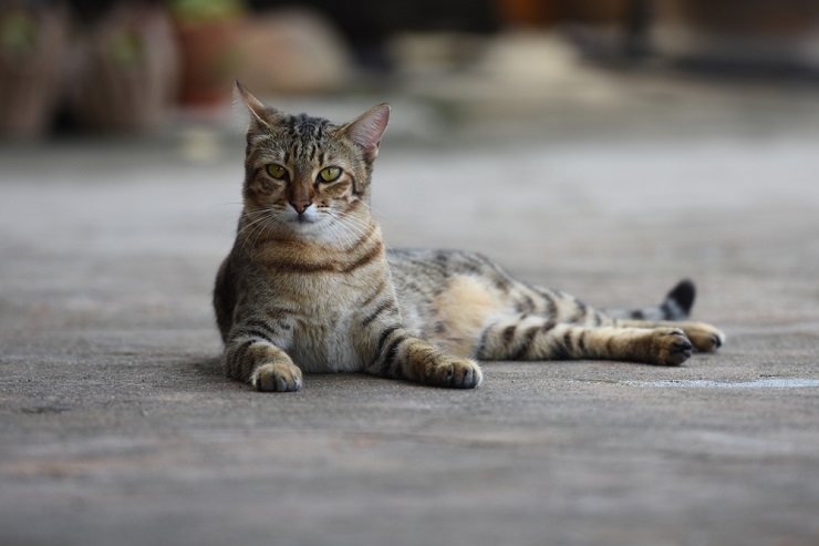 Immagine con nomi di gatte africane, che offrono opzioni di denominazione ispirate alla cultura locale per il tuo compagno felino