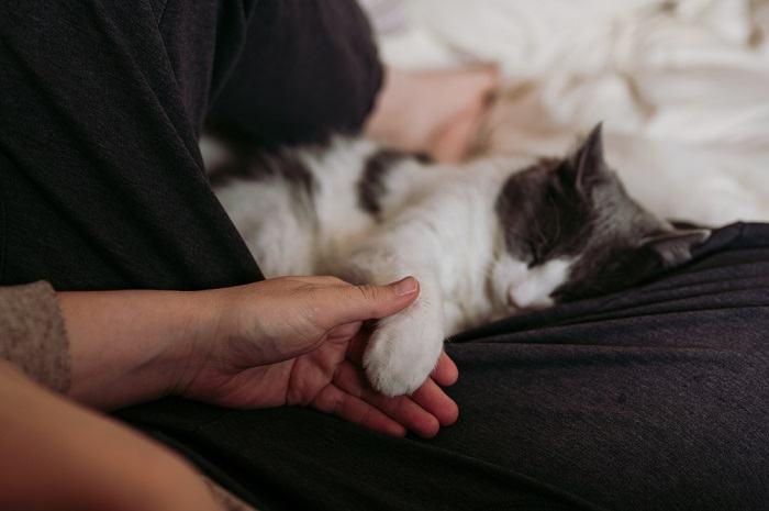 Immagine che cattura un momento commovente di legame e affetto tra una persona e il suo gatto, a dimostrazione del profondo legame che li unisce.