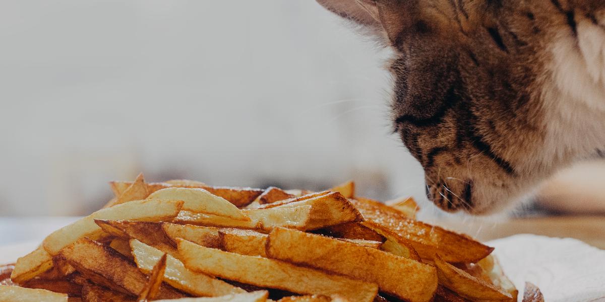 Immagine che cattura un gatto nell'atto di annusare le patatine fritte, mostrando la curiosa esplorazione del cibo umano da parte del felino