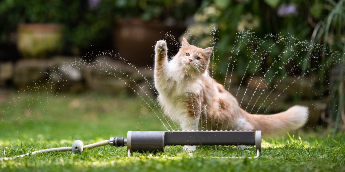 Immagine di varie razze di gatti che amano l'acqua, che mostrano la loro natura giocosa e avventurosa in una scena di gruppo coinvolgente e accattivante.