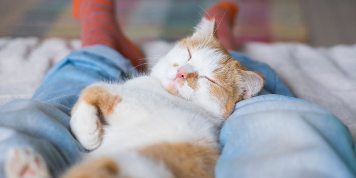 Un gatto soddisfatto che riposa e dorme pacificamente tra le gambe di una persona, godendosi un posto accogliente e sicuro dove rilassarsi e sentirsi a proprio agio.