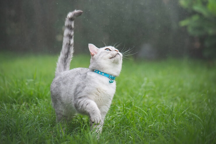 gatto che cammina su un prato verde