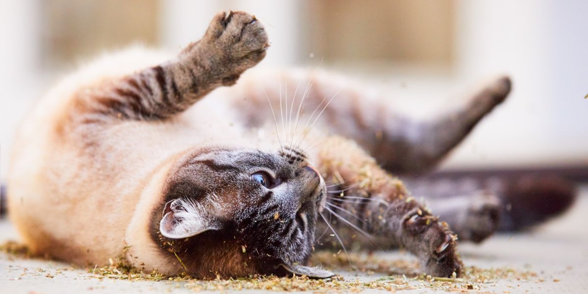 Gatti che si rotolano nella polvere, assecondando la loro naturale inclinazione alla pulizia e alla marcatura del territorio.