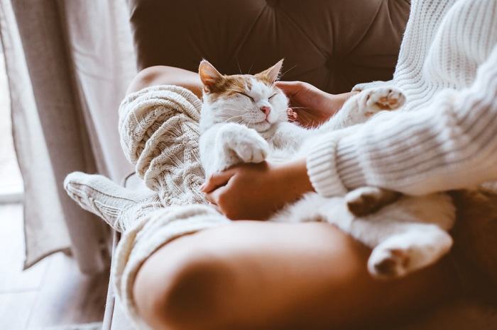 Un gatto si è pacificamente adagiato sulle gambe di una persona, trovando conforto e calore nel suo confortevole abbraccio mentre dormiva.