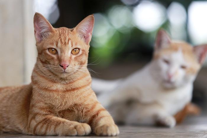 Immagine che sottolinea l'importanza di leggere il linguaggio del corpo di un gatto.