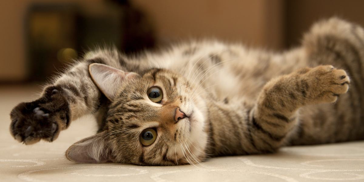 Primo piano della zampa di un gatto che mostra le ghiandole odorifere, un elemento affascinante utilizzato per marcare il territorio e comunicare.