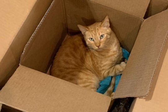 Perché ai gatti piacciono così tanto le scatole? Le 8 Ragioni principali