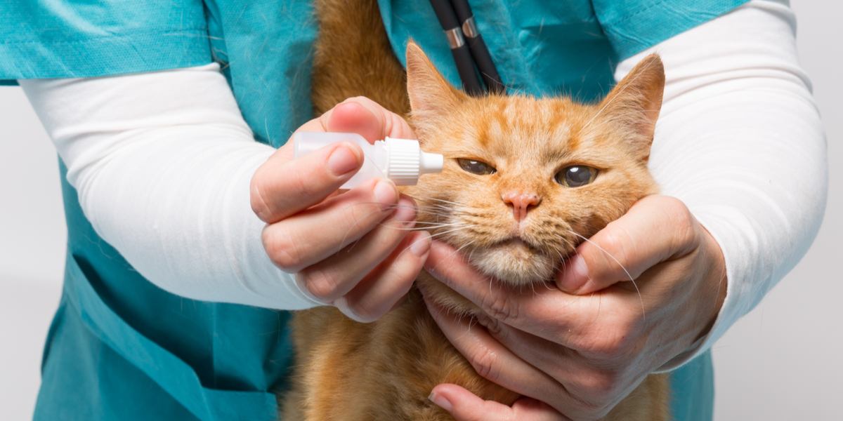 obramicina per gatti, un farmaco utilizzato per curare vari problemi di salute nei felini, sottolineando l'importanza delle cure veterinarie e dei farmaci da prescrizione.