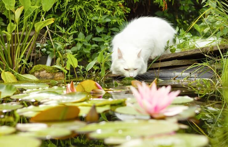 Immagine di un gatto d'Angora turco, noto per il suo lungo e setoso pelo e il suo aspetto elegante, seduto con grazia ed emanando un'aria di fascino e bellezza.