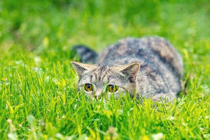 gatto nascosto nell'erba in cerca di prede