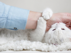 Cat affectionately licking a person's hand, followed by a gentle nibble.