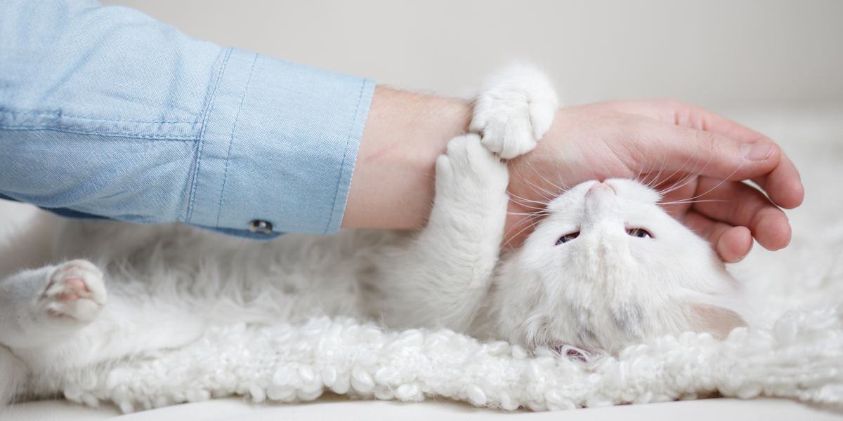 Un gatto che lecca affettuosamente la mano di una persona, per poi mordicchiarla delicatamente.