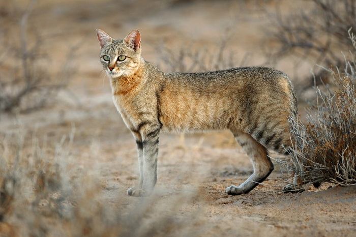 Il gatto selvatico africano mette in mostra la bellezza e il fascino di questi affascinanti felini