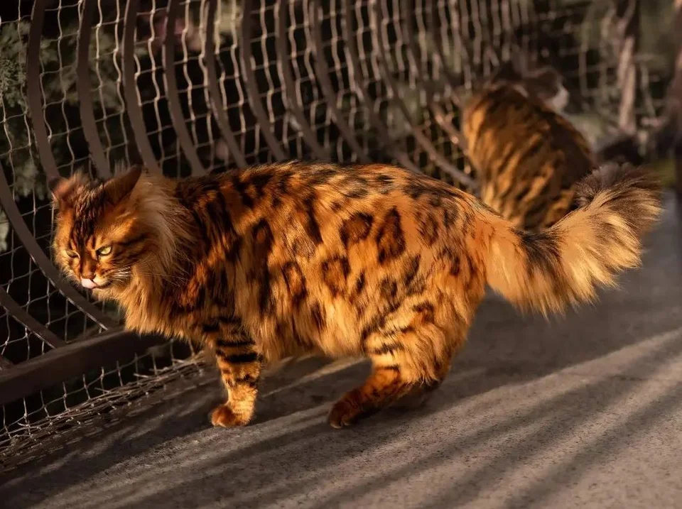 Una foto a figura intera di un gatto del Bengala, che mette in risalto il suo aspetto elegante e atletico.