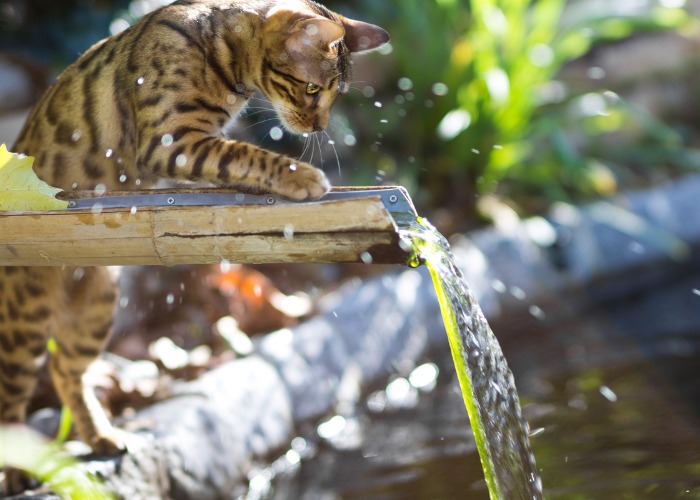 Immagine di un gatto del Bengala che si diverte in acqua, una razza nota per il suo aspetto selvaggio e le sorprendenti fantasie del suo mantello, che mette in mostra la sua natura giocosa e avventurosa in una scena rinfrescante.