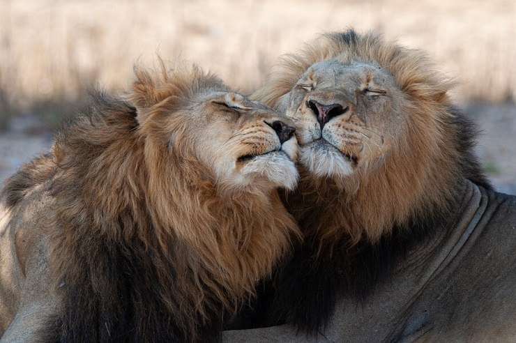 Immagine stimolante che mostra una serie di maestosi grandi felini nel loro habitat naturale, suscitando stupore e ammirazione per queste magnifiche creature.