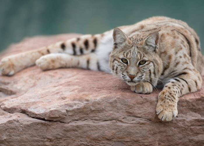 Una lince rossa rilassata che ozia nel suo habitat naturale, incarnando nel suo comportamento un mix di bellezza selvaggia e tranquillità.