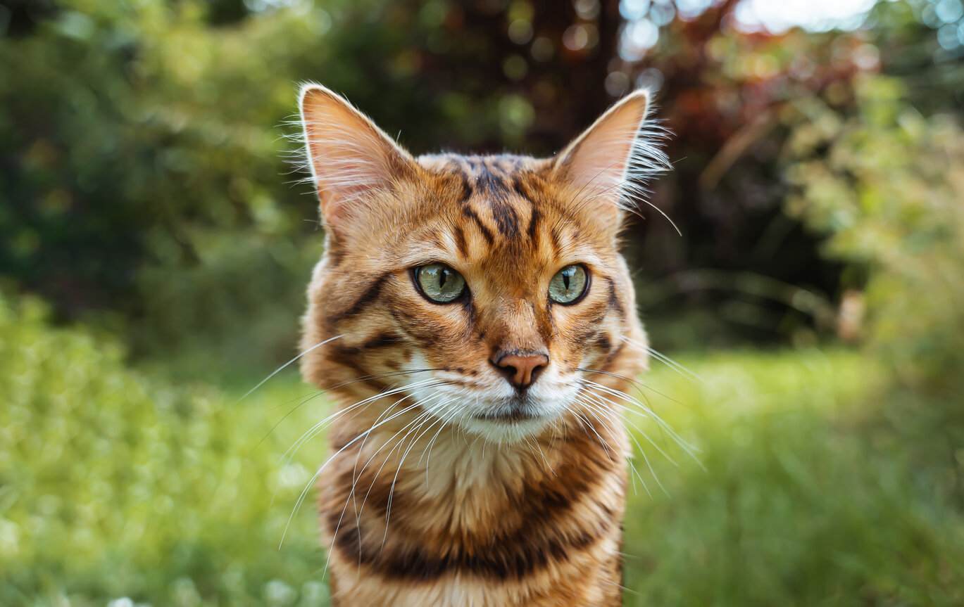 Un gatto Bengala Cashmere che mette in mostra la sua pelliccia unica e lussuosa.