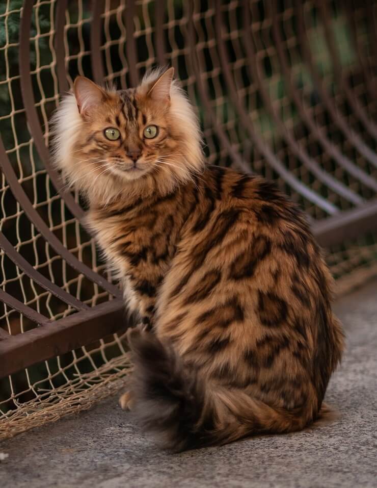 Un gatto Bengala Cashmere riconosciuto dall'International Bengal Cat Society, che sfoggia un aspetto straordinario.