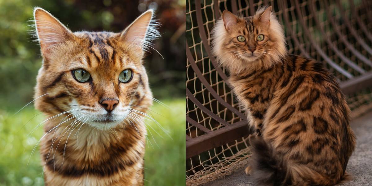 Un'immagine in evidenza che mette in mostra la bellezza e l'unicità del pelo di un gatto Cashmere Bengala.