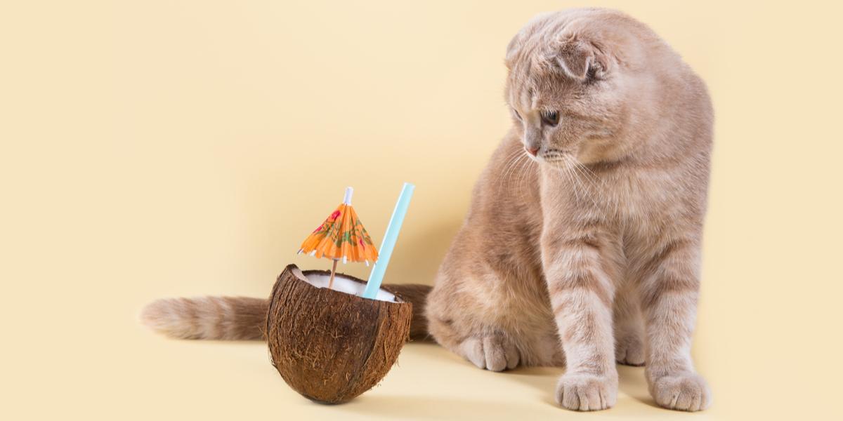 Immagine che mostra un gatto che interagisce con una noce di cocco.