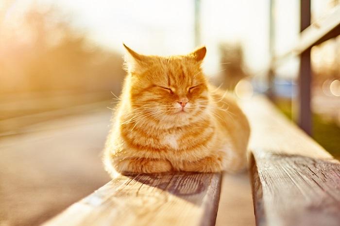 Immagine serena di un gatto che si crogiola al calore del sole.