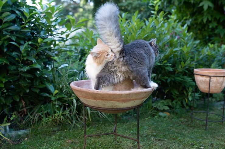 Un'immagine che raffigura in modo ironico il posteriore di un gatto, scherzosamente chiamato "culo di gatto".