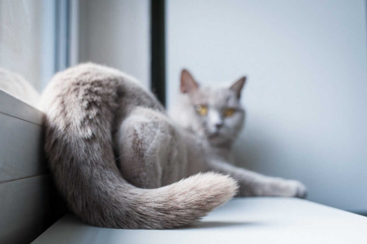 Un'immagine che mostra in modo ironico il posteriore di un gatto, comunemente chiamato "culo di gatto".