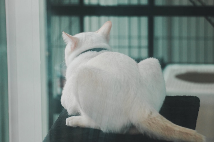 Un'immagine che si concentra in modo umoristico sul posteriore di un gatto.