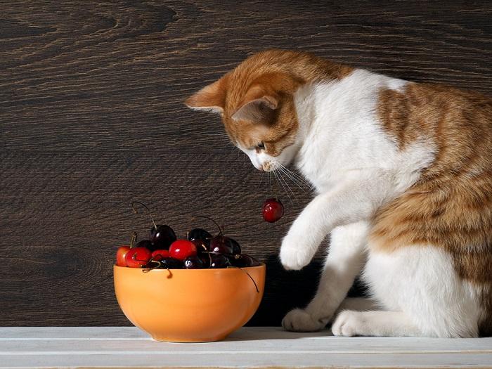 Immagine che mostra un gatto con una ciliegia, evidenziando la curiosa interazione di un felino con il cibo umano