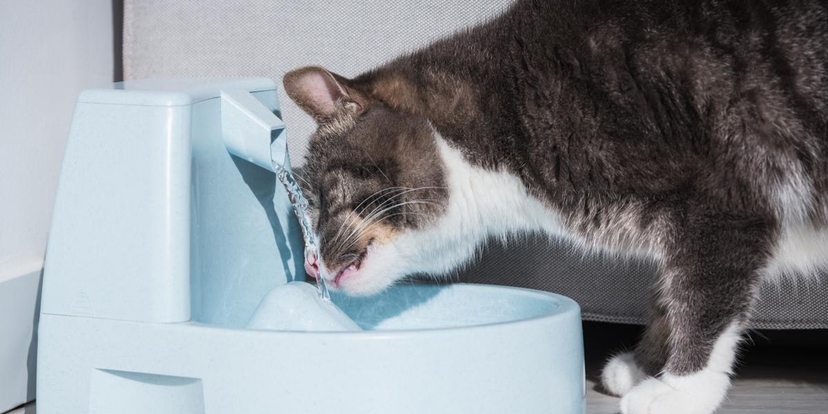 Immagine rinfrescante di un gatto che beve acqua.