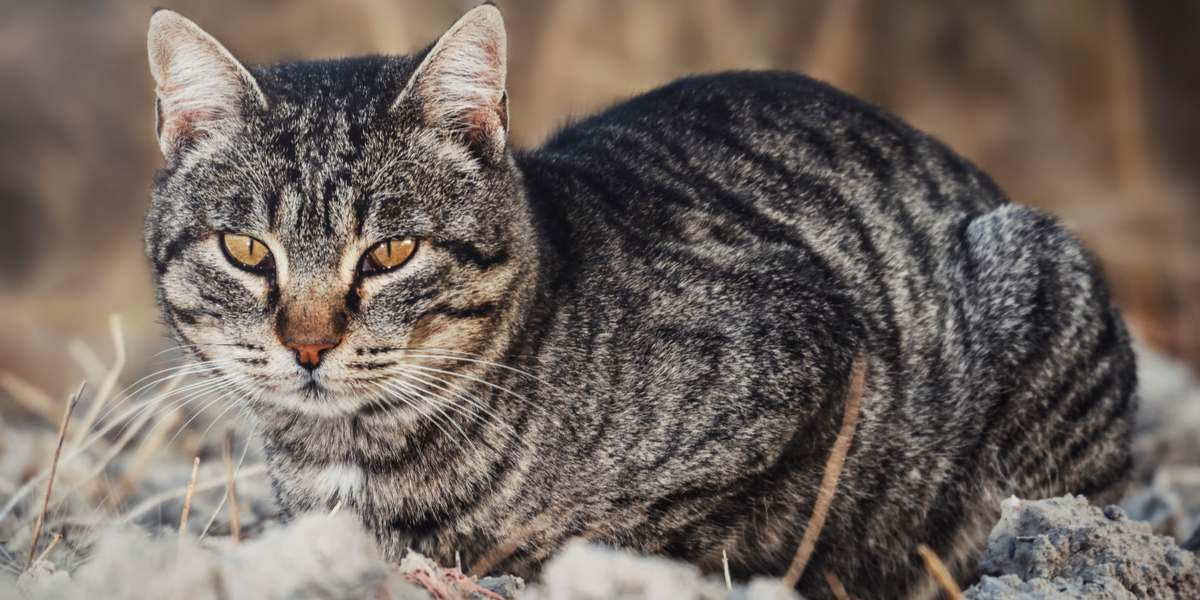 Immagine di un gatto curioso che esplora un ambiente sporco, mostrando la sua naturale curiosità e la sua natura giocosa.