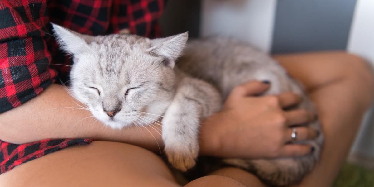 Un momento commovente tra un gatto e un umano, mentre condividono affettuosa interazione e compagnia.