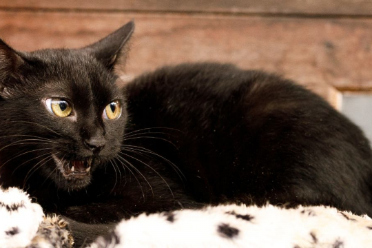 6 Motivi per cui il tuo gatto fa strani rumori di notte