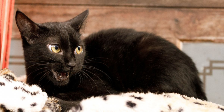 6 Motivi per cui il tuo gatto fa strani rumori di notte