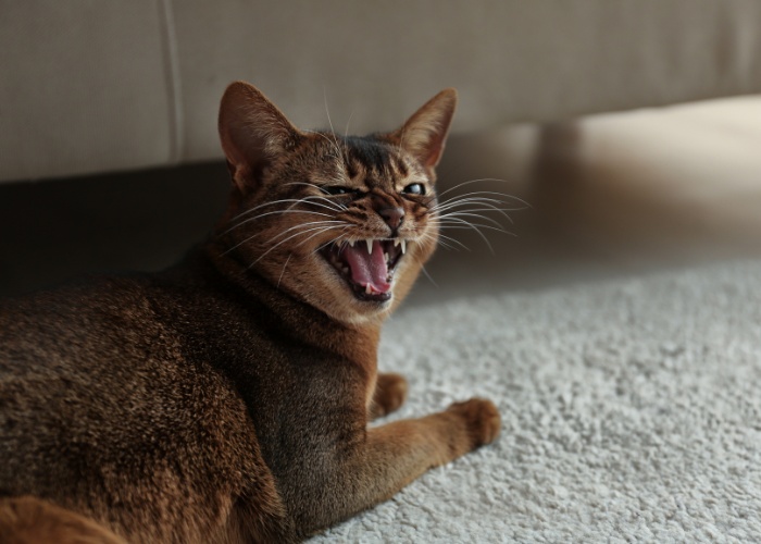 L'immagine ritrae un gatto in un momento espressivo, con la bocca aperta e che vocalizza, suggerendo un miagolio arrabbiato o frustrato.