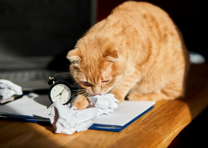 L'immagine raffigura un gatto giocoso che gioca con un foglio di carta.